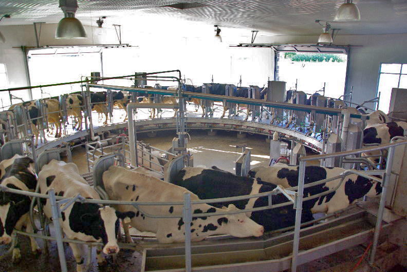 Milk Parlour and Herd Management