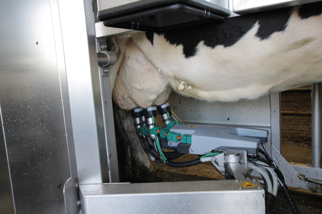 Cows Come in and Get Milked Without Human Help