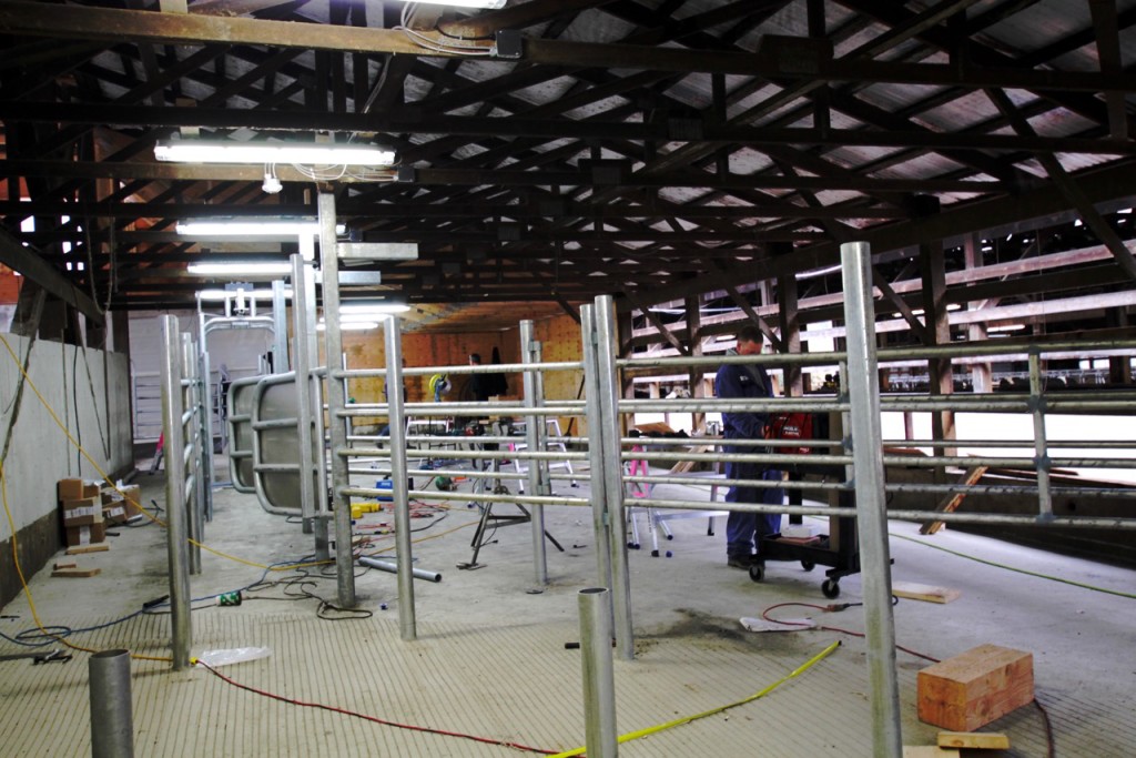 Construction of the Cow Sorting Lanes after being Milked