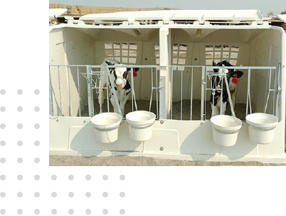 CALF-RAISING-Product-landscapegg