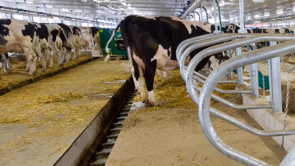 DairyFarming_Tie-Stall Barn_2_tcm11-14303