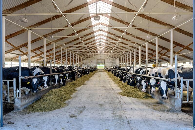 milking-cows-eating-modern-farm-cowshed-cow-concept-agriculture-livestock-herd-who-hay-dairy-180250020