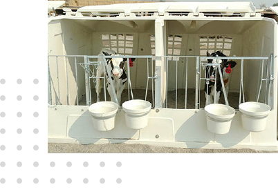 CALF-RAISING-Product-landscapegg