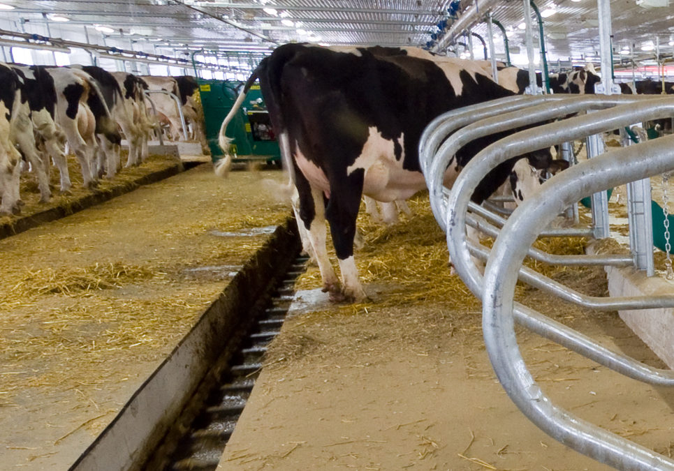 DairyFarming_Tie-Stall Barn_2_tcm11-14303